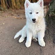 Vanille a rejoint le concours — aidez-le/la à gagner de superbes lots ! animal, arcticfox, canine, cat, dog, eskimodog, fox, husky, pet, puppy, snout, soil, white, whitedog, wolf