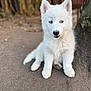 animal, arcticfox, canine, cat, dog, eskimodog, fox, husky, pet, puppy, snout, soil, white, whitedog, wolf