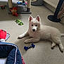 Vanille a rejoint le concours — aidez-le/la à gagner de superbes lots ! accessories, animal, baby, boy, canine, child, clothing, couch, dog, eskimodog, footwear, furniture, husky, male, person, pet, puppy, shoe, toy, whitedog