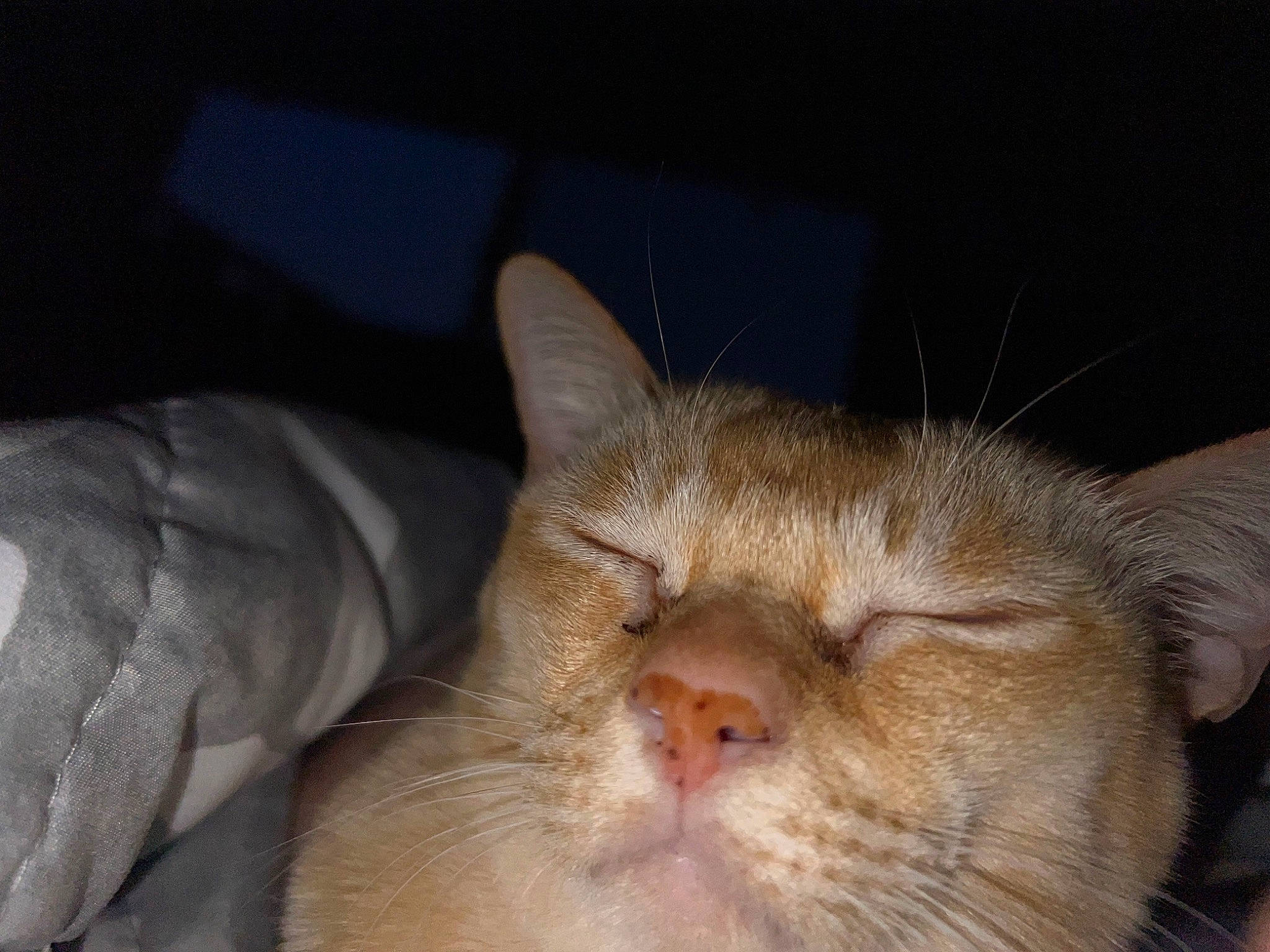 Sugar is registered to the contest to win money with this photo: carnivore, cat, cat_supply, comfort, domestic_short_haired_cat, ear, eye, fawn, felidae, fur, nap, paw, sleep, small_to_medium_sized_cats, snout, whiskers