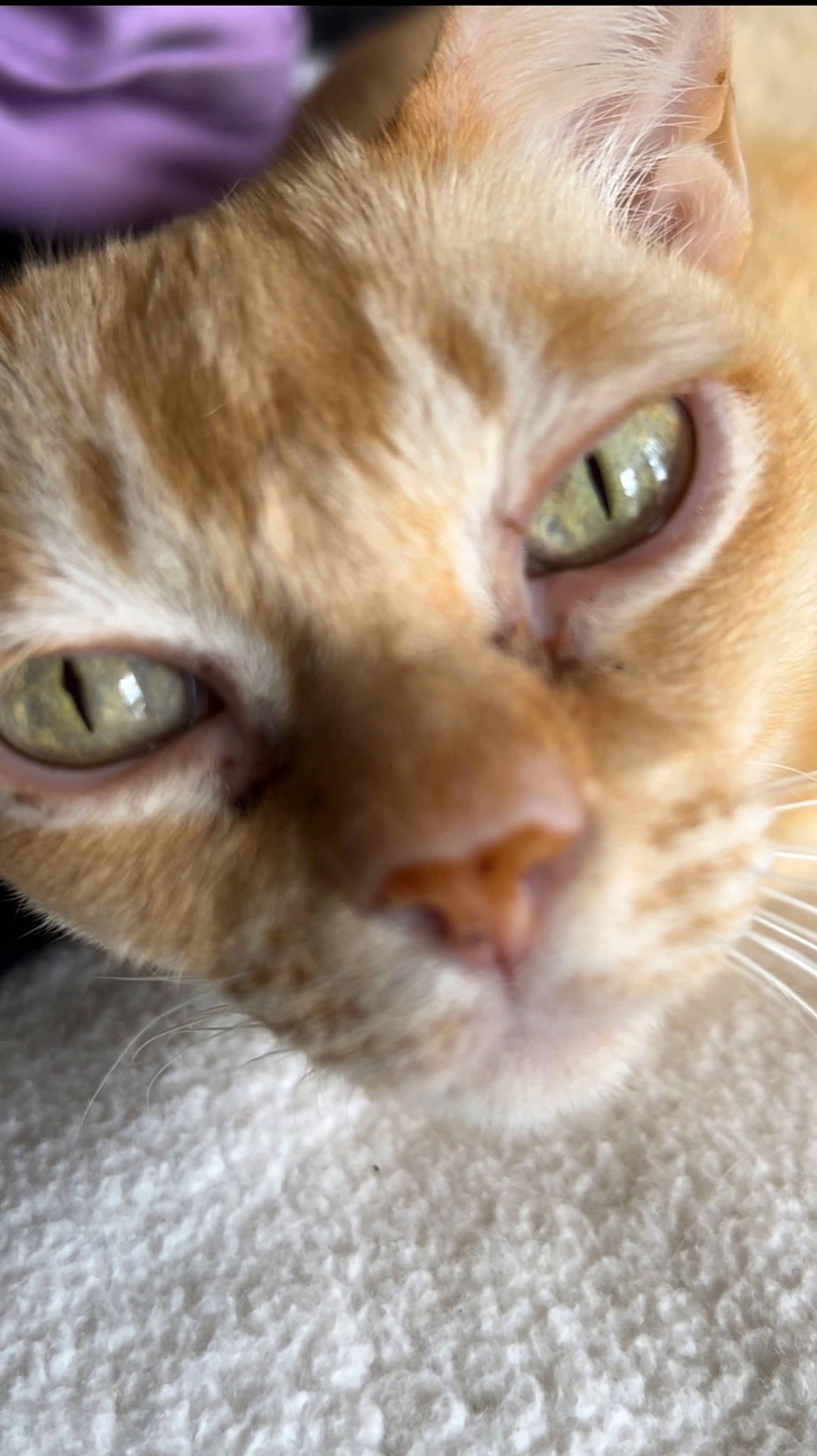 Sugar joined the competition — help win amazing prizes! carnivore, cat, domestic_short_haired_cat, ear, eyelash, fawn, felidae, fur, head, iris, nose, paw, small_to_medium_sized_cats, snout, whiskers, wildlife, wrinkle