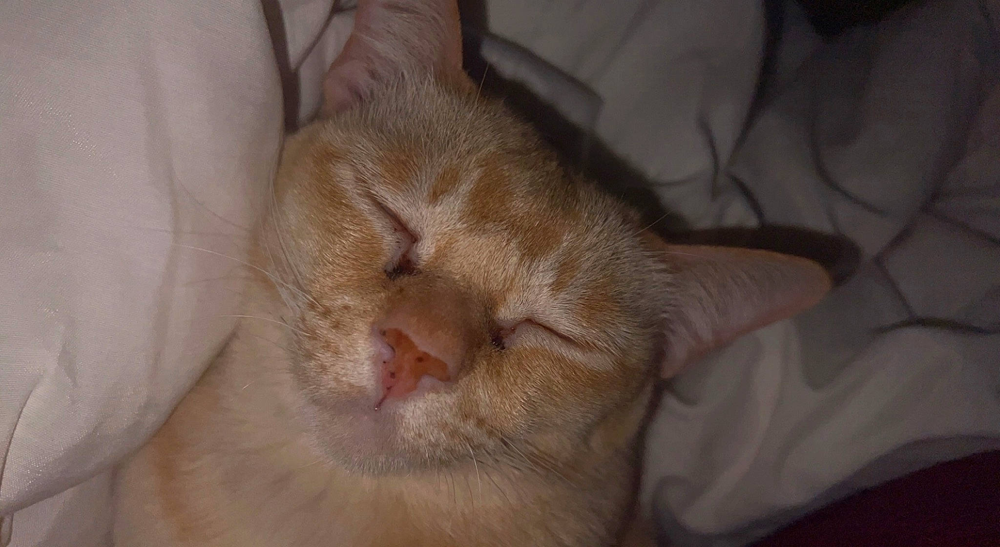 Sugar joined the competition — help win amazing prizes! carnivore, cat, claw, comfort, domestic_short_haired_cat, ear, fawn, felidae, foot, fur, nail, nap, paw, sleep, small_to_medium_sized_cats, snout, terrestrial_animal, toe, whiskers, wrinkle