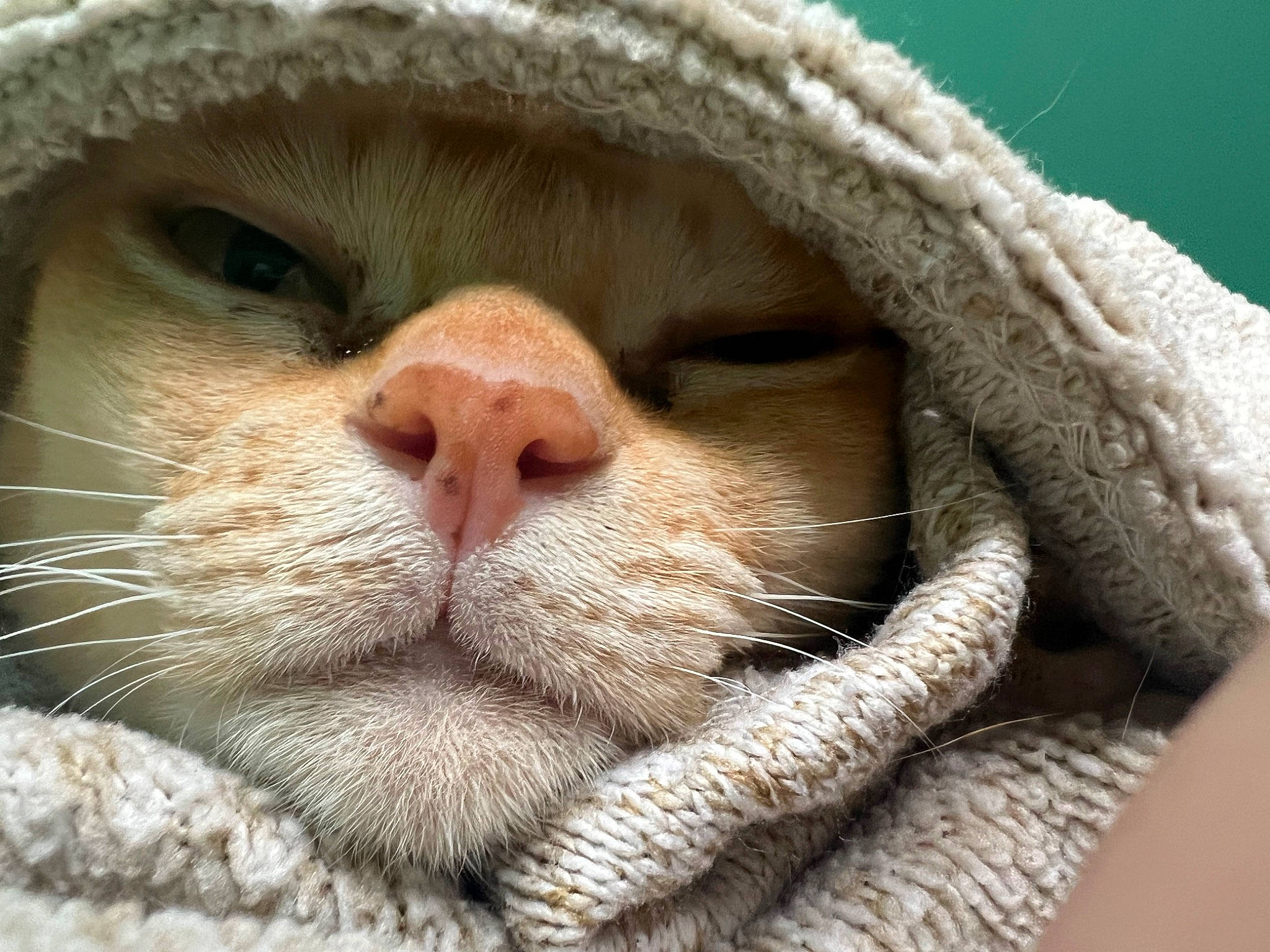 Sugar joined the competition — help win amazing prizes! beard, cat, close_up, comfort, eye, eyelash, facial_hair, fawn, felidae, fur, head, moustache, nose, skin, small_to_medium_sized_cats, snout, terrestrial_animal, whiskers, wildlife, wrinkle