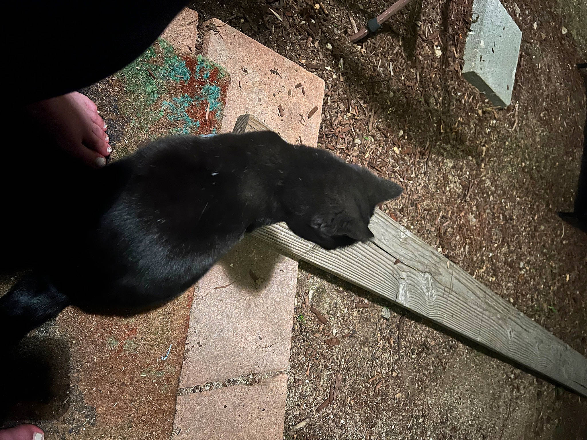 Boo is registered to the contest to win money with this photo: asphalt, black_cat, canidae, carnivore, claw, dog_breed, felidae, foot, fur, human_leg, paw, road_surface, shadow, small_to_medium_sized_cats, snout, sporting_group, tail, terrestrial_animal, tints_and_shades, whiskers