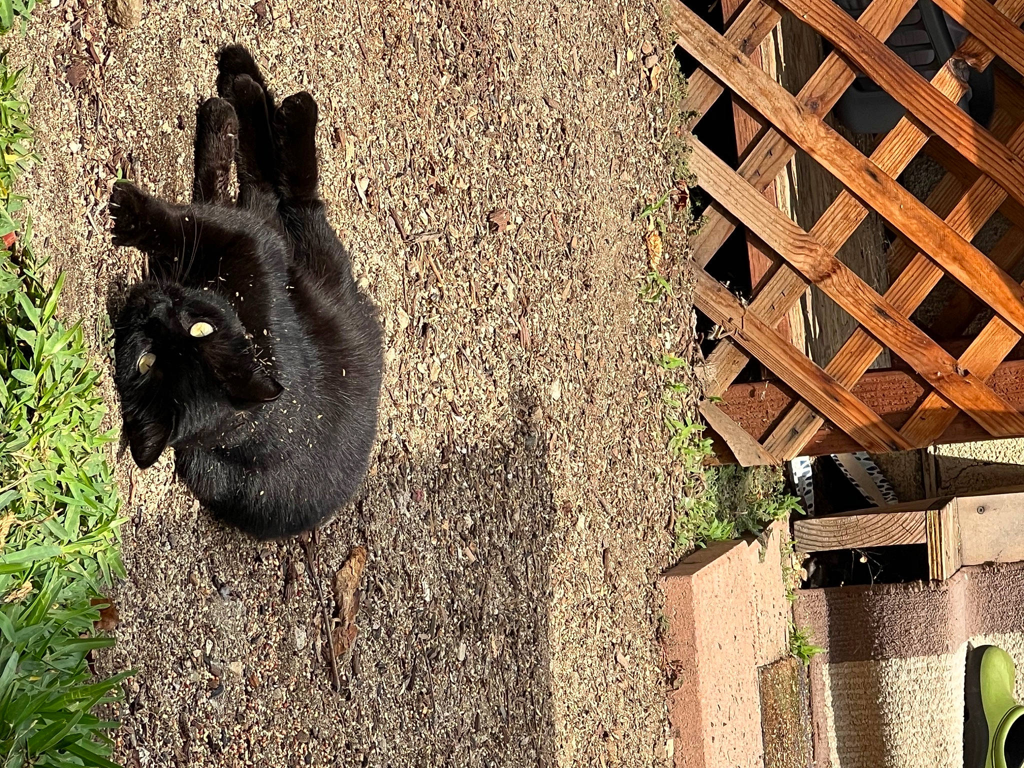Boo joined the competition — help win amazing prizes! black_cat, brick, carnivore, dog_breed, domestic_rabbit, felidae, grass, rabbits_and_hares, road_surface, rodent, shadow, small_to_medium_sized_cats, snout, soil, squirrel, tail, terrestrial_animal, tints_and_shades, whiskers, wood