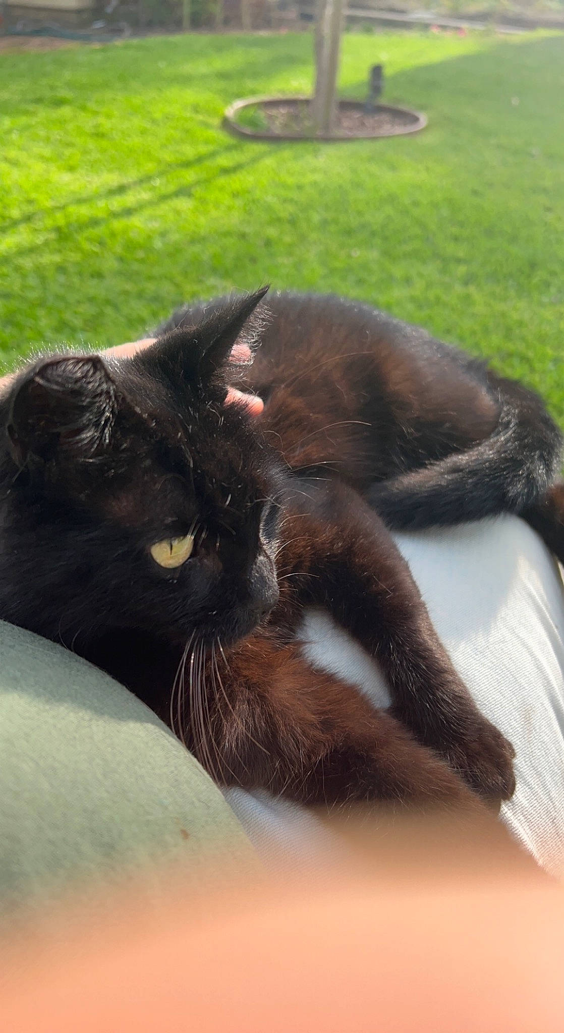 Boo is registered to the contest to win money with this photo: black_cat, bombay, carnivore, cat, claw, domestic_short_haired_cat, eye, felidae, fur, grass, mammal, plant, small_to_medium_sized_cats, snout, tail, terrestrial_animal, tints_and_shades, tree, vertebrate, whiskers