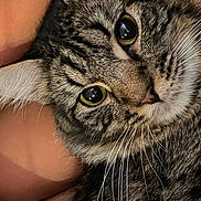 Shadow Octavius is registered to the contest to win money with this photo: animal, cat, close_up, companion, cozy, cute, domestic_animal, eyes, face, feline, fur, indoor, mammal, pet, portrait, relaxation, snuggle, tabby, whisker, whiskers