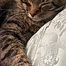 cat, tabby, sleeping, paw, fur, closeup, resting, cozy, indoor, pet, whiskers, cute, feline, animal, soft, relaxation, domestic, mammal, comfort, peaceful