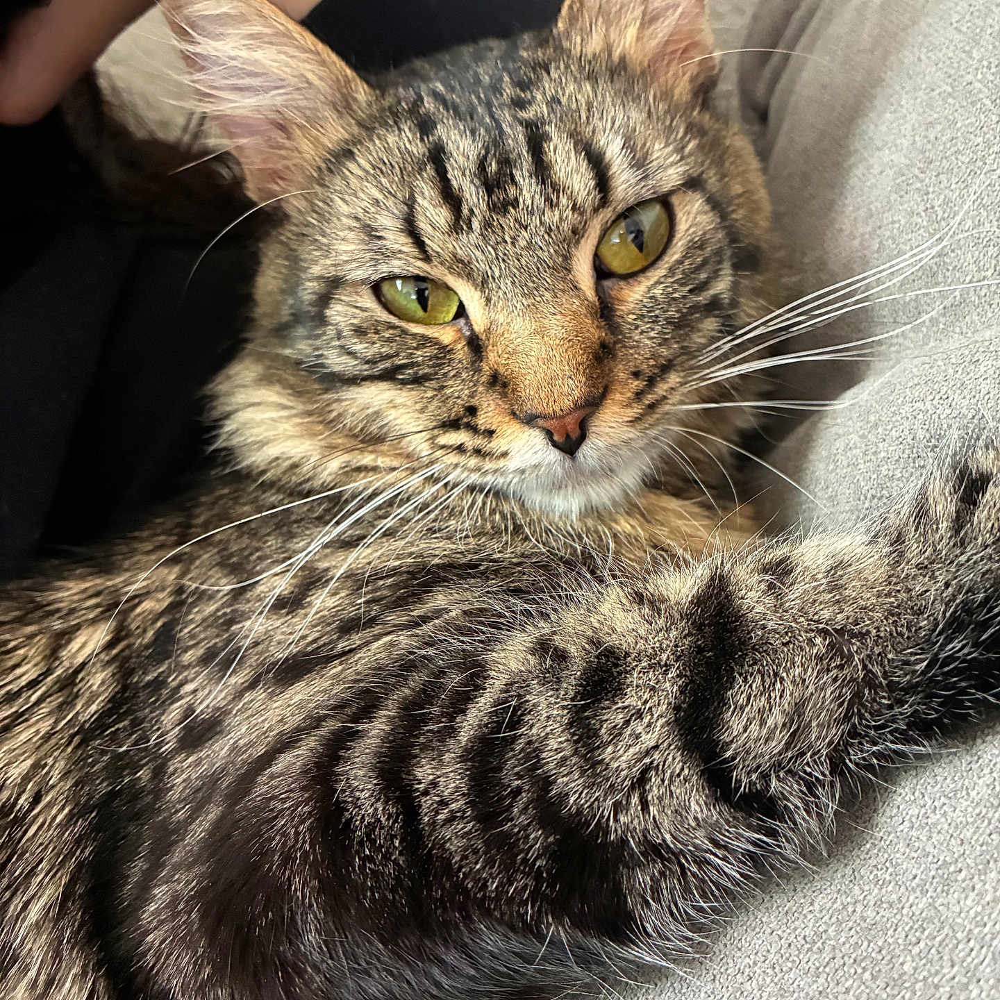 Shadow Octavius joined the competition — help win amazing prizes! animal, cat, close_up, couch, domestic_animal, feline, fur_texture, grey_couch, human_arm, indoors, paw, pet, portrait, relaxed, resting, soft_lighting, striped_fur, tabby_cat, whiskers, yellow_eyes
