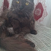 Gasper participe au concours pour gagner de l'argent avec cette photo : cat, feline, pet, long_hair, yellow_eyes, whiskers, ears, tail, couch, upholstery, patterned_curtain, indoor, portrait, sitting, close_up, cozy, fur, paw, relaxed, curtain_pattern