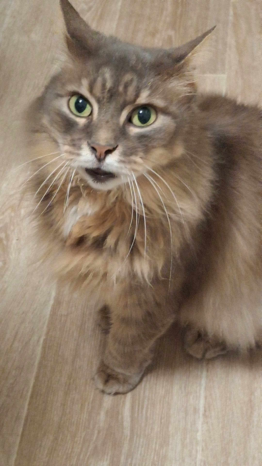 Mya participe au concours pour gagner de l'argent avec cette photo : cat, tabby, fluffy, green_eyes, whiskers, feline, pet, animal, indoor, wooden_floor, curious, closeup, portrait, fur, mammal, domestic, cute, looking_up, household, soft