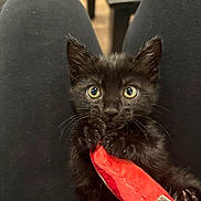 Padme is registered to the contest to win money with this photo: black_kitten, toy, red_toy, pet, animal, cat, kitten, cute, playful, indoor, legs, pants, black_pants, whiskers, claws, fur, closeup, holding, eyes, pet_toy