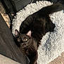 Anakin is registered to the contest to win money with this photo: black_cat, cat, pet, indoor, fluffy_rug, carpet, furniture, curious, wide_eyes, stretching, cozy, animal, mammal, whiskers, ears, tail, looking_up, resting, soft_texture, domestic
