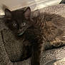 Anakin is registered to the contest to win money with this photo: kitten, black_cat, pet_bed, fur, animal, indoor, cozy, resting, curious_eyes, collar, cute, small_animal, feline, soft_texture, lying_down, domestic_cat, young_cat, fluffy, close_up, comfort