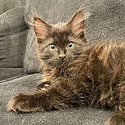 Anakin joined the competition — help win amazing prizes! kitten, cat, feline, pet, fluffy, black_cat, couch, sofa, indoor, relaxed, fur, whiskers, ears, eyes, laying_down, cute, domestic_animal, animal, closeup, resting