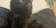 Anakin joined the competition — help win amazing prizes! cat, black_cat, feline, pet, indoor, cushion, plant, fur, whiskers, ears, alert, close_up, animal, domestic_animal, cozy, relaxed, looking_away, soft_fur, houseplant, background