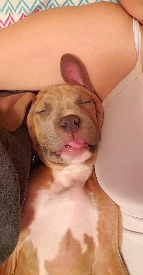 Dex is registered to the contest to win money with this photo: bulldog, carnivore, comfort, companion_dog, dog, dog_breed, ear, eye, fawn, flesh, fur, non_sporting_group, nose, peach, snout, terrestrial_animal, throat, whiskers, working_animal, wrinkle