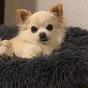 Inxs participe au concours pour gagner de l'argent avec cette photo : animal, bed, canine, chihuahua, cozy, cute, dog, domestic_animal, ears, face, fluffy, fur, fuzzy, indoors, pet, portrait, relaxed, resting, small_dog, snout