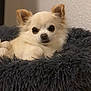 animal, bed, canine, chihuahua, cozy, cute, dog, domestic_animal, ears, face, fluffy, fur, fuzzy, indoors, pet, portrait, relaxed, resting, small_dog, snout