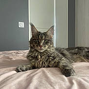 Gala a rejoint le concours — aidez-le/la à gagner de superbes lots ! cat, tabby, fluffy, gray, green_eyes, bed, bedspread, pink, indoor, relaxed, pet, feline, whiskers, ears, fur, animal, domestic, resting, portrait, looking