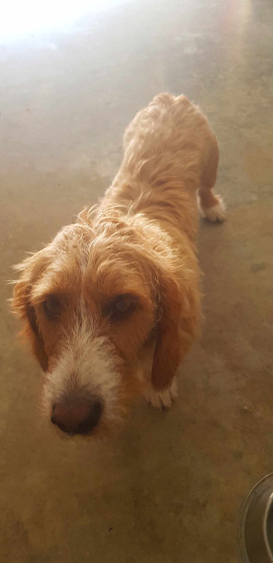 Taze participe au concours pour gagner de l'argent avec cette photo : dog, canine, pet, fur, brown_fur, white_fur, looking_up, floor, concrete_floor, indoor, animal, mammal, ears, nose, whiskers, standing, curious, closeup, light, shadow