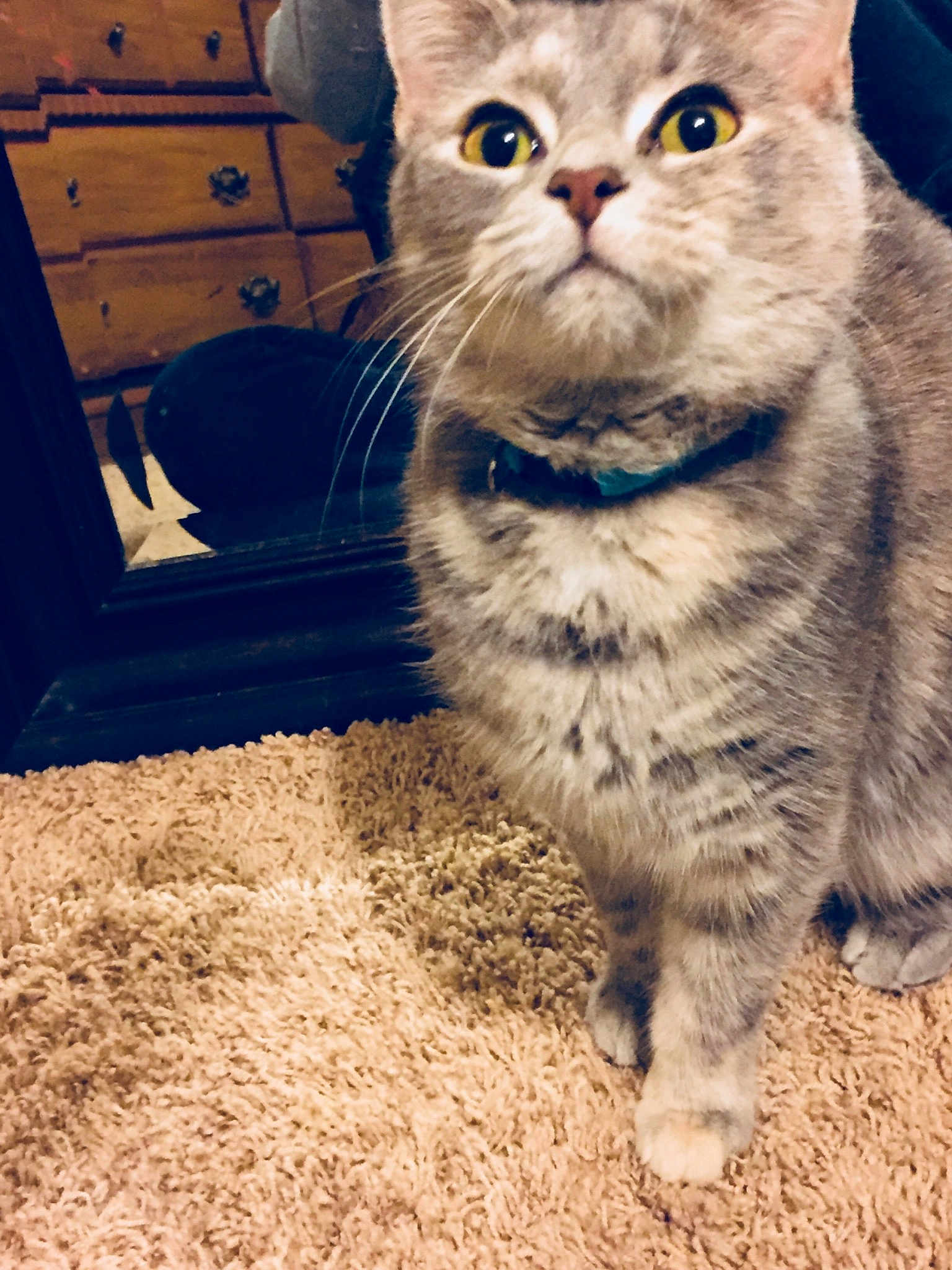 Mammas joined the competition — help win amazing prizes! american_shorthair, american_wirehair, asian, carnivoran, cat, cat_like_mammal, domestic_short_haired_cat, dragon_li, european_shorthair, eye, fur, kitten, paw, small_to_medium_sized_cats, snout, tabby_cat, whiskers