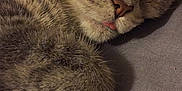 Mammas is registered to the contest to win money with this photo: asian, cat, cat_like_mammal, domestic_short_haired_cat, dragon_li, ear, european_shorthair, fauna, fur, kitten, mammal, paw, photo_caption, small_to_medium_sized_cats, snout, tabby_cat, whiskers