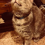 Mammas is registered to the contest to win money with this photo: american_shorthair, asian, british_shorthair, cat, cat_like_mammal, domestic_short_haired_cat, dragon_li, european_shorthair, eye, fur, kitten, paw, small_to_medium_sized_cats, snout, whiskers