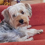 Aston participe au concours pour gagner de l'argent avec cette photo : animal, companion, couch, cozy, cute, dog, domestic, floor, friendly, fur, home, indoor, living_room, looking, pet, portrait, red_couch, relaxed, seated, small_dog