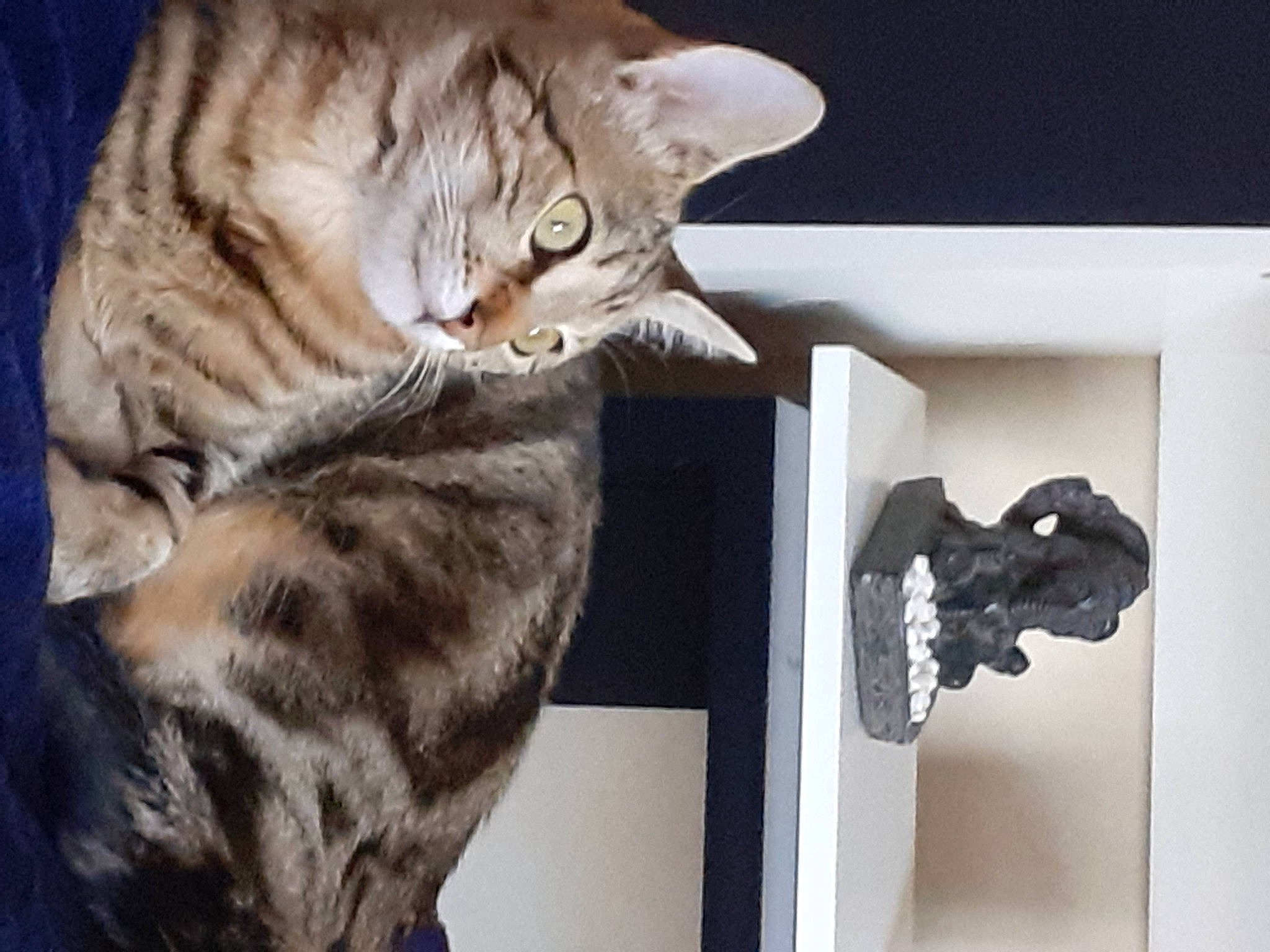 Cali a rejoint le concours — aidez-le/la à gagner de superbes lots ! carnivore, cat, claw, domestic_short_haired_cat, felidae, fur, gesture, mammal, paw, small_to_medium_sized_cats, tail, vertebrate, visual_arts, whiskers, wood