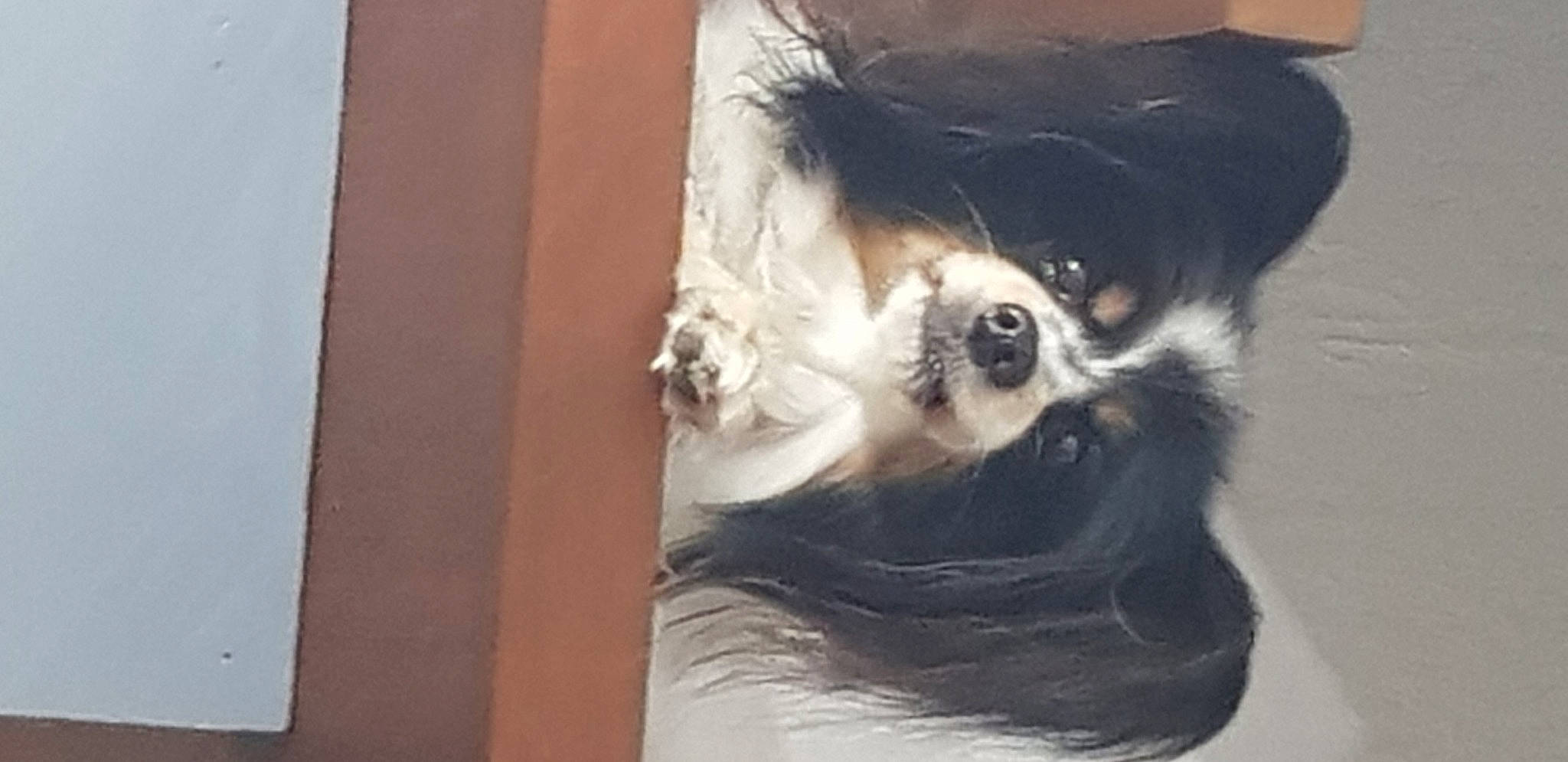 Elmina Des Iles De Bautefly a rejoint le concours — aidez-le/la à gagner de superbes lots ! canidae, carnivore, companion_dog, dog, dog_breed, dog_supply, eyewear, fawn, fur, hat, liver, primate, snout, sporting_group, sunglasses, terrestrial_animal, toy_dog, whiskers, wood, working_animal