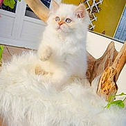 Topaze participe au concours pour gagner de l'argent avec cette photo : kitten, cat, fluffy, white_cat, furry_cushion, wooden_chair, indoor, green_leaves, curious, pet, animal, cute, small, furniture, cozy, domestic, young, soft, relaxing, adorable
