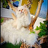 Topaze participe au concours pour gagner de l'argent avec cette photo : kitten, cat, white_cat, fluffy, paw, cat_tree, wood, leaves, greenery, indoor, pet, cute, playful, furry, perched, sunlight, home, animal, young_cat, relaxing