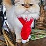 Topaze participe au concours pour gagner de l'argent avec cette photo : cat, fluffy, santa_hat, red_scarf, table, indoor, wicker_chair, holiday, festive, pet, fur, cute, domestic_animal, portrait, christmas, decor, animal, feline, costume, home
