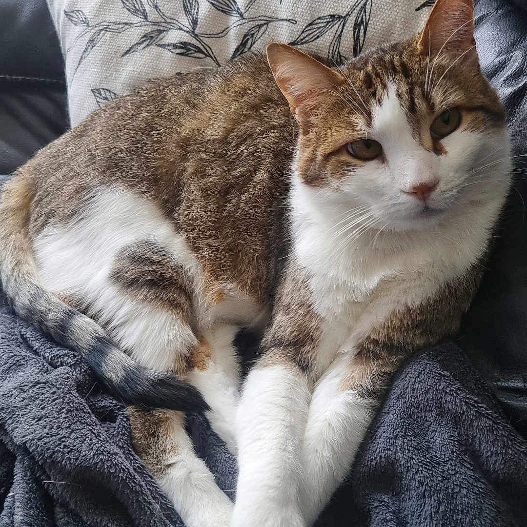 Naïs a rejoint le concours — aidez-le/la à gagner de superbes lots ! abyssinian, animal, armchair, blanket, cat, chair, couch, cushion, furniture, homedecor, kitten, laundry, linen, manx, person, pet, pillow, quilt, sleeping, towel