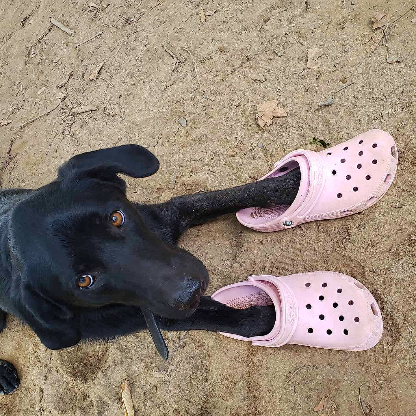 Koda joined the competition — help win amazing prizes! canidae, dog_breed, dog_toy, footwear, labrador_retriever, pointer, shoe, snout, sporting_group