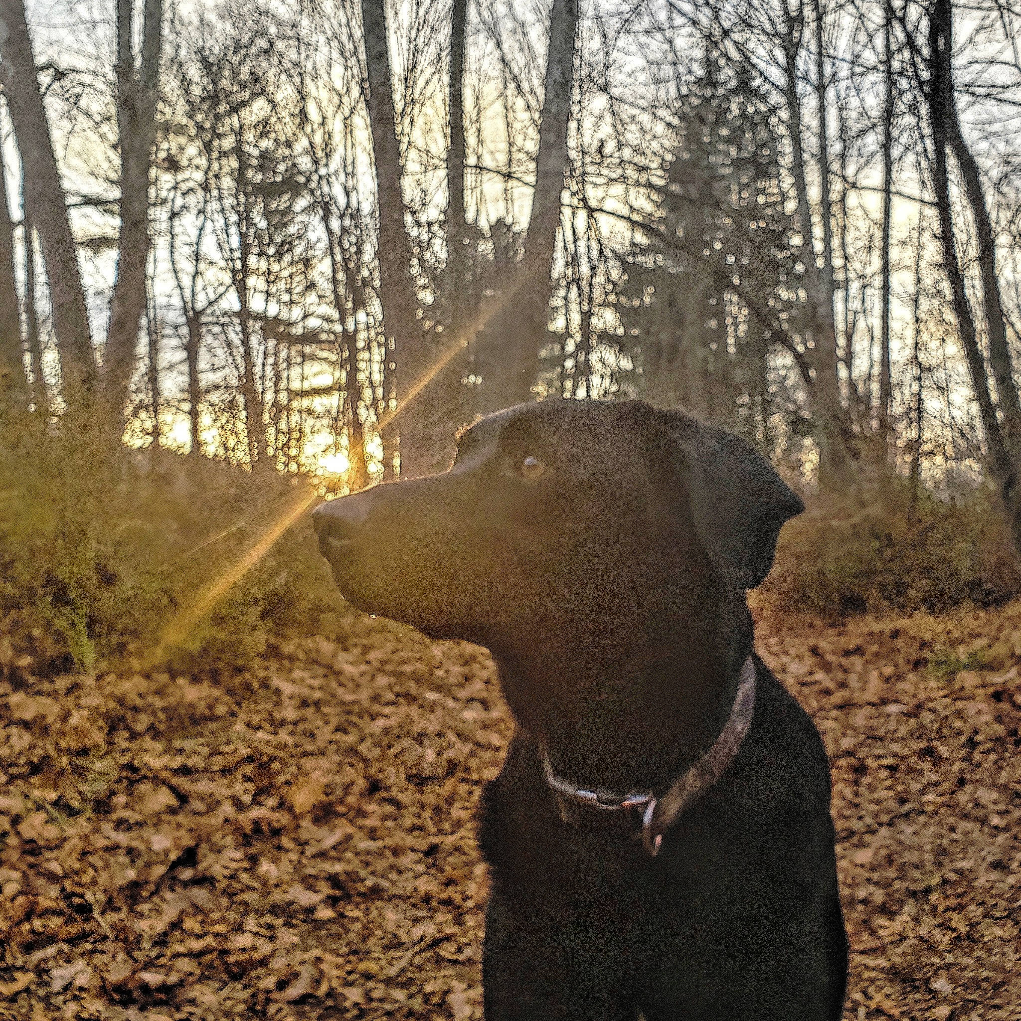 Koda is registered to the contest to win money with this photo: canidae, carnivore, dog, dog_breed, field_trial, forest, hunting_dog, labrador_retriever, mammal, mountain_cur, patterdale_terrier, pointing_breed, retriever, snout, sporting_group, tree, vertebrate, weimaraner, woodland