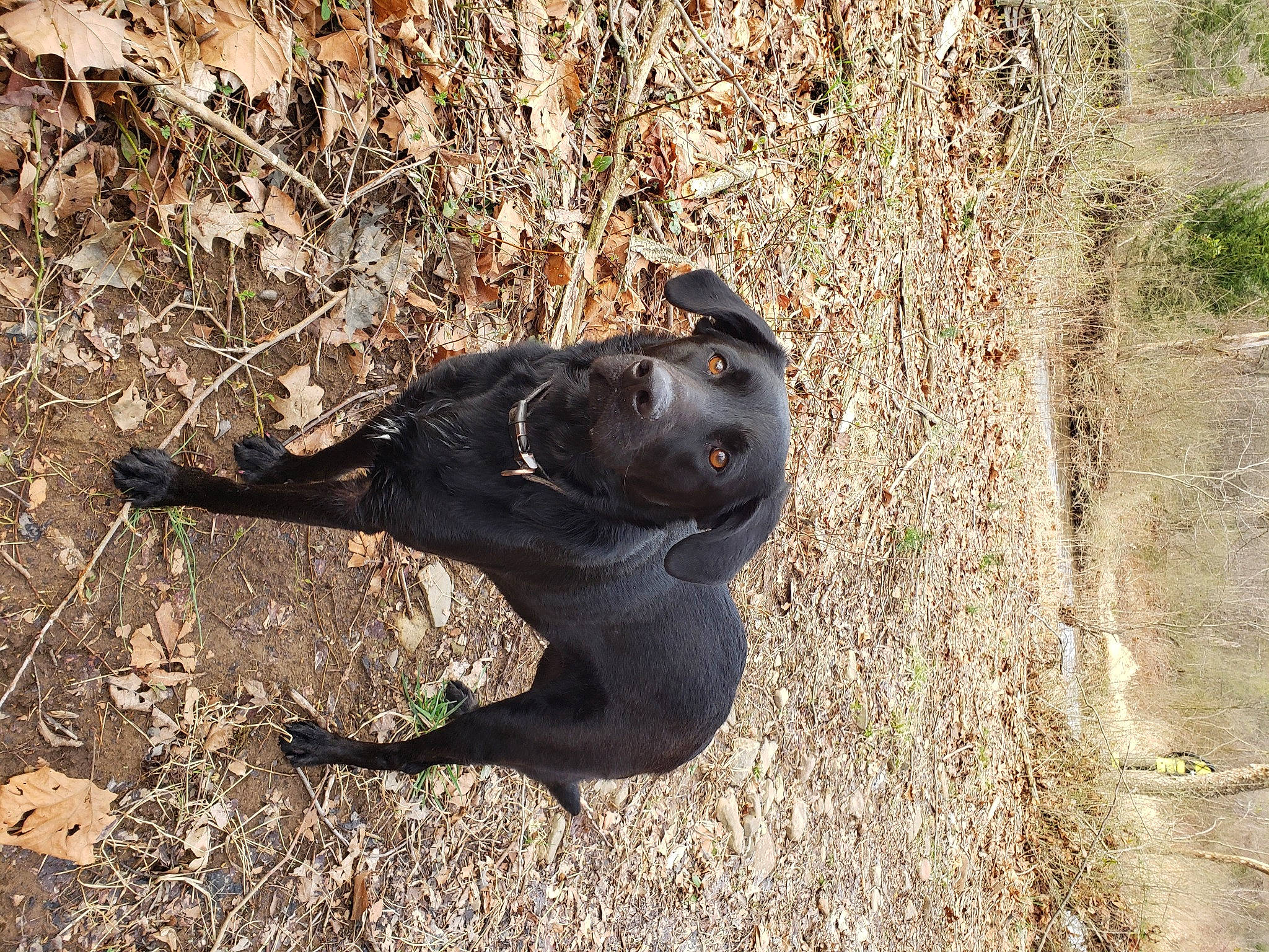 Koda joined the competition — help win amazing prizes! canidae, carnivore, dog, dog_breed, guard_dog, hunting_dog, labrador_retriever, retriever, snout, sporting_group