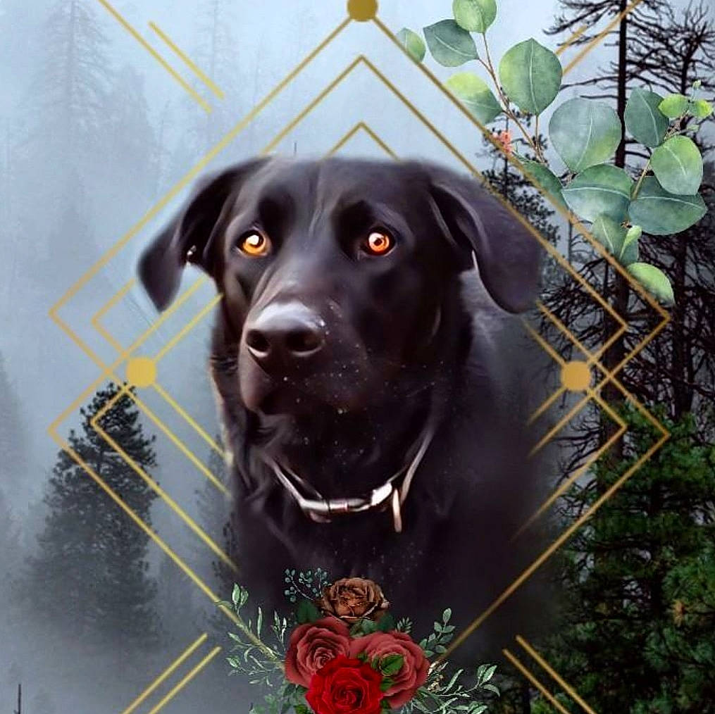 Koda is registered to the contest to win money with this photo: beagador, borador, canidae, carnivore, dog, dog_breed, hunting_dog, labrador_retriever, mammal, pointing_breed, retriever, snout, sporting_group, vertebrate