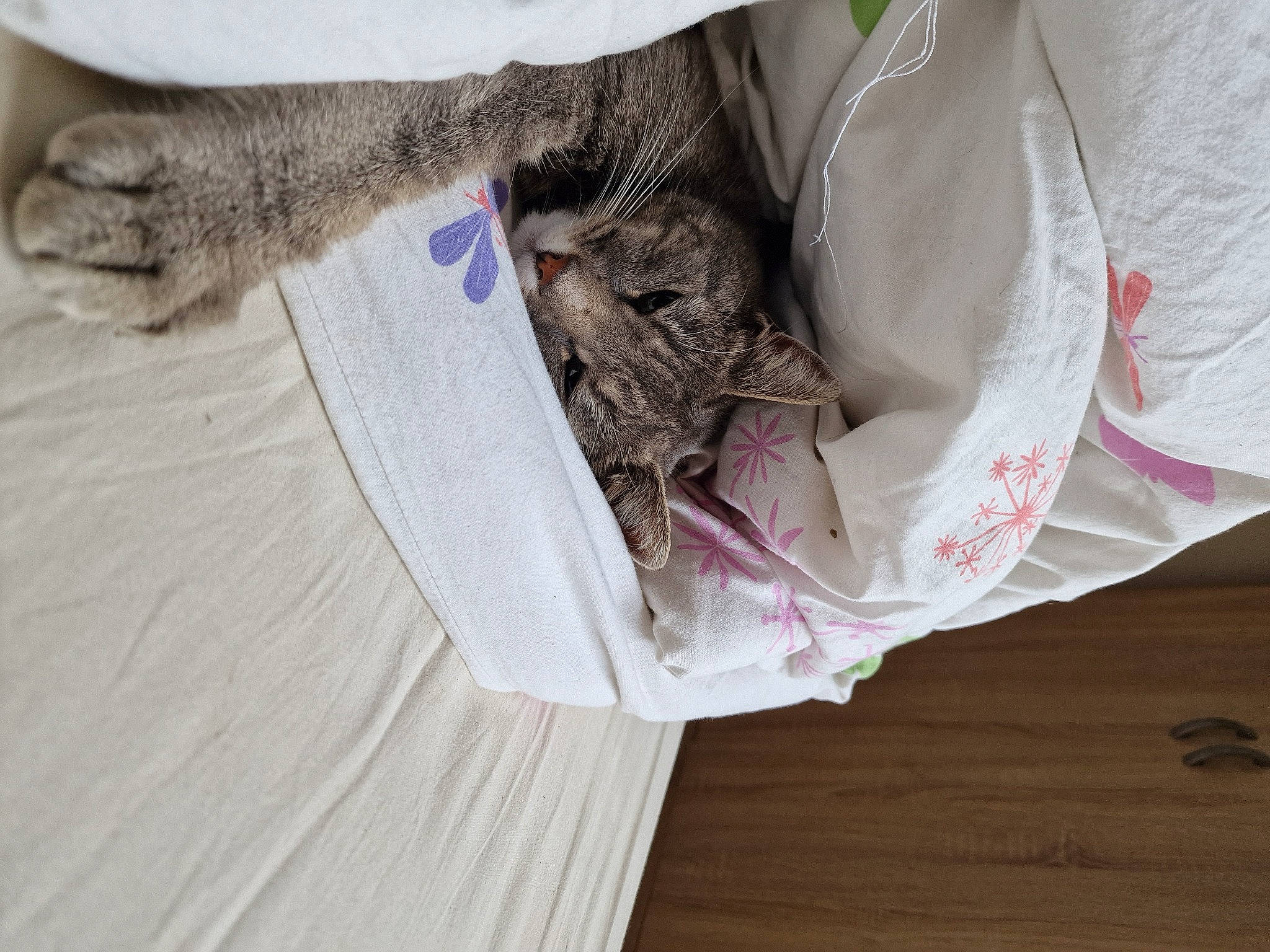 Micro participe au concours pour gagner de l'argent avec cette photo : carnivore, cat, comfort, domestic_short_haired_cat, fawn, felidae, fish, flooring, fur, hardwood, linens, magenta, mammal, pattern, sleeve, small_to_medium_sized_cats, vertebrate, whiskers, wood, wood_flooring