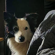 Rocket participe au concours pour gagner de l'argent avec cette photo : animal, black_and_white, blanket, chair, companion, cozy, curious, dog, ears, face, fur, furniture, home, indoors, peeking, pet, portrait, quiet, snout, soft_light