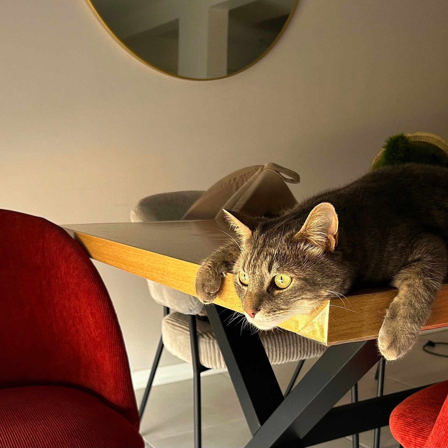 Tokki participe au concours pour gagner de l'argent avec cette photo : cat, chair, cozy, curious, domestic_animal, floor, furniture, gray_chair, home, indoor, interior, lounging, mirror, pet, red_chair, relaxed, soft_light, tabby, table, wooden_table