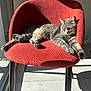 Tokki participe au concours pour gagner de l'argent avec cette photo : cat, gray_tabby, chair, red_chair, sunlight, indoor, relaxed, sleeping, pet, feline, cozy, stretching, paw, window, shadow, floor, quiet, comfortable, animal, resting