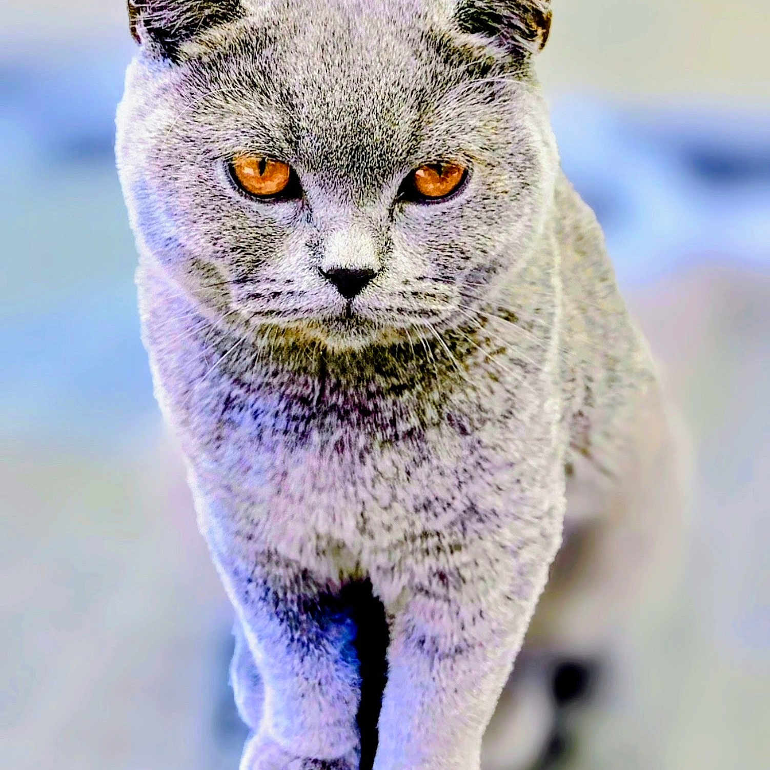 Sweep joined the competition — help win amazing prizes! amber_eyes, animal, cat, close_up, confident, cute, domestic_animal, ears, feline, focused, fur, grey_cat, indoor, mammal, pet, portrait, small_animal, soft_fur, walking, whiskers