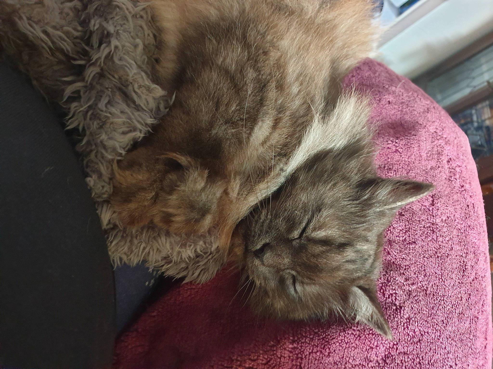 Luna is registered to the contest to win money with this photo: british_longhair, carnivore, cat, claw, comfort, domestic_short_haired_cat, fawn, felidae, fur, nap, paw, sleep, small_to_medium_sized_cats, snout, tail, terrestrial_animal, whiskers