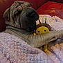 dog, shar_pei, blanket, plush_toy, bee_toy, couch, cozy, sleepy, paw, wrinkles, pet, indoor, soft_texture, cute, comfort, resting, animal, snuggle, fur, relaxed