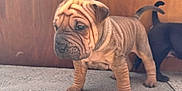 Mei-Ying joined the competition — help win amazing prizes! puppy, dog, wrinkles, brown, black, concrete, floor, wooden_background, standing, young, pet, cute, animal, tail, indoor, small, fur, canine, adorable, playful