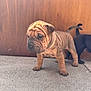 puppy, dog, wrinkles, brown, black, concrete, floor, wooden_background, standing, young, pet, cute, animal, tail, indoor, small, fur, canine, adorable, playful