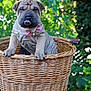 puppy, dog, bow_tie, wicker_basket, outdoor, greenery, tongue_out, cute, pet, animal, wrinkles, close_up, playful, summer, nature, young_dog, portrait, furry, adorable, sunlight