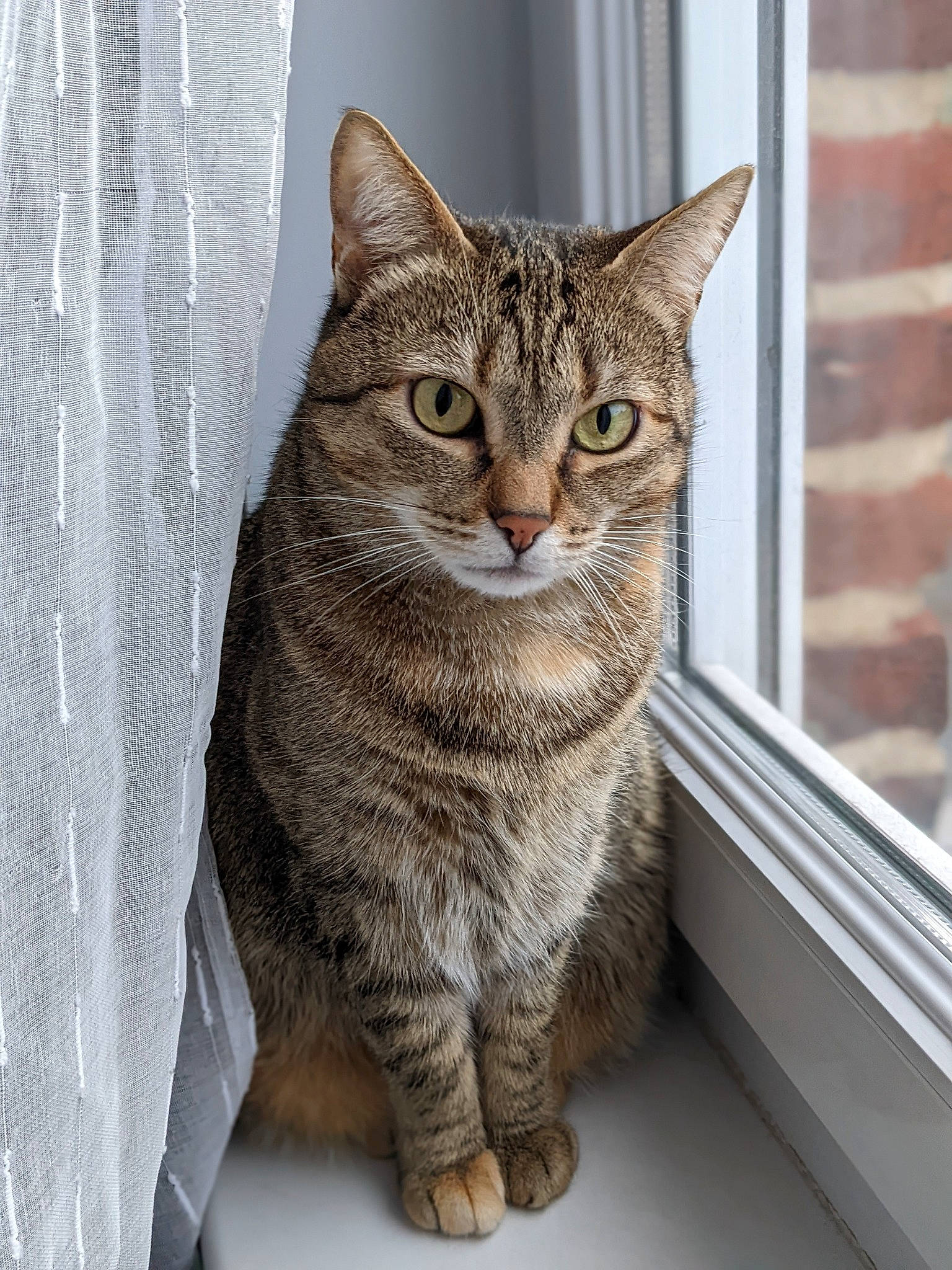 Iris participe au concours pour gagner de l'argent avec cette photo : art, brick, brickwork, carnivore, cat, domestic_short_haired_cat, felidae, fur, small_to_medium_sized_cats, snout, tail, terrestrial_animal, whiskers, window, wood